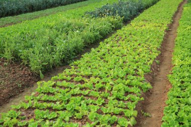 sebze bitkilerin çeşitli