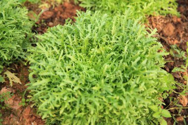 Bahçe yeşil ruccola bitkiler