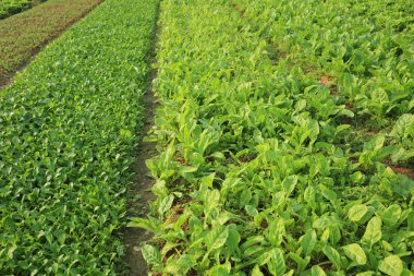 sebze bitkilerin çeşitli