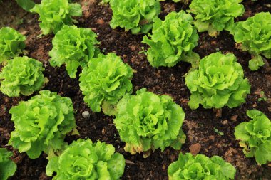 Yeşil marul yaprakları