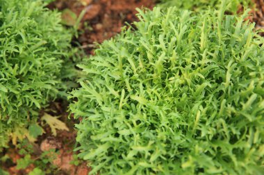 Garden Ruccola yaprakları