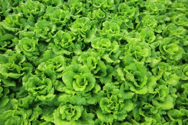 Yeşil marul yaprakları