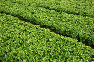 Yeşil marul bitkiler Sebze Bahçe