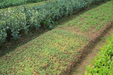 sebze bitkilerin çeşitli