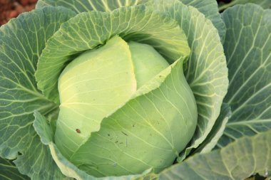 sebze bahçesinde yeşil lahana