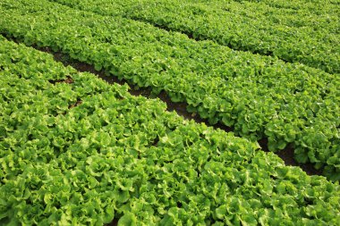 Yeşil marul yaprakları