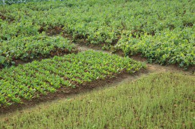 sebze bitkilerin çeşitli