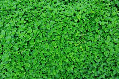 Yeşil nane bitkiler