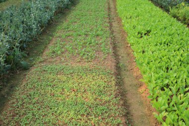 sebze bitkilerin çeşitli