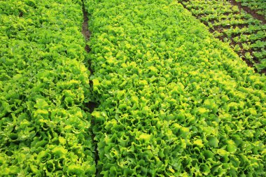 Yeşil marul yaprakları