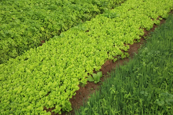 Legumes variedade de plantas — Fotografia de Stock