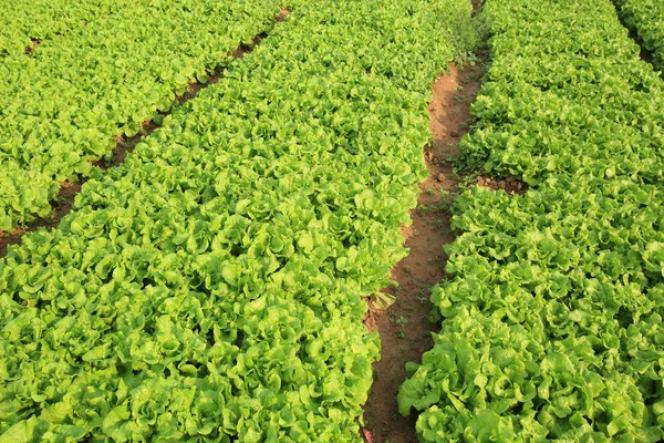 Yeşil marul yaprakları