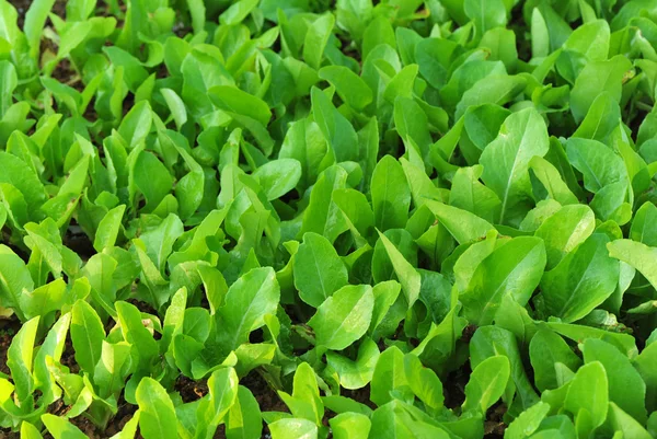 Folhas de alface verde — Fotografia de Stock