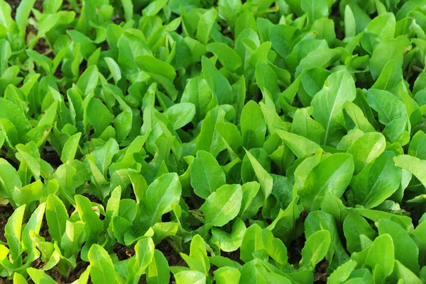 Hojas de lechuga verde — Foto de Stock