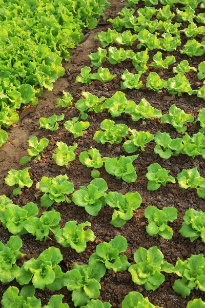 Hojas de lechuga verde —  Fotos de Stock