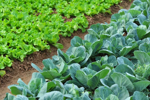 Hojas de lechuga verde —  Fotos de Stock