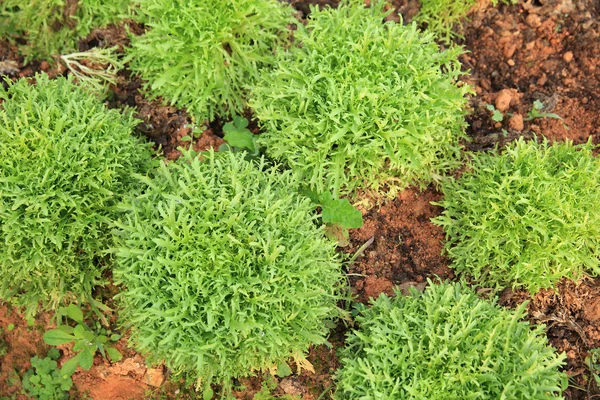 Garden Ruccola yaprakları