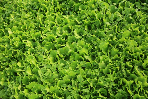 Green lettuce leaves — Stock Photo, Image