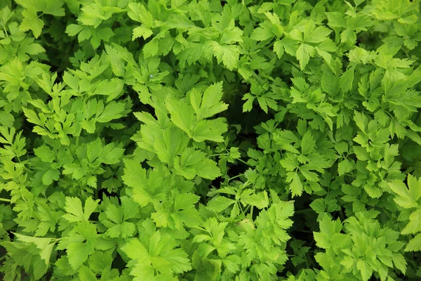 녹색 셀러리 식물 — 스톡 사진
