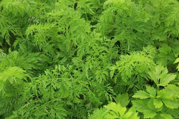 Green carrot plants — Stock Photo, Image