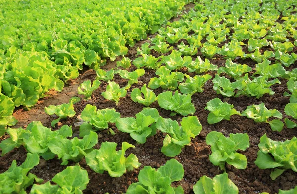 Green lettuce leaves — Stock Photo, Image