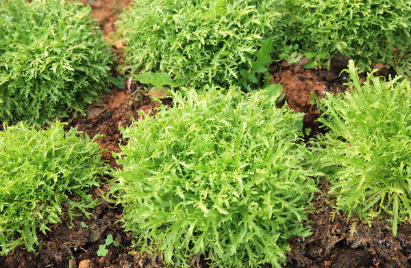 Ruccola leaves at garden