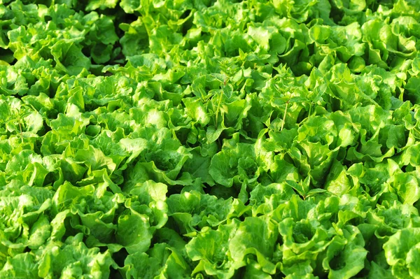 Grüne Salatblätter Gemüsegarten Wachstum — Stockfoto