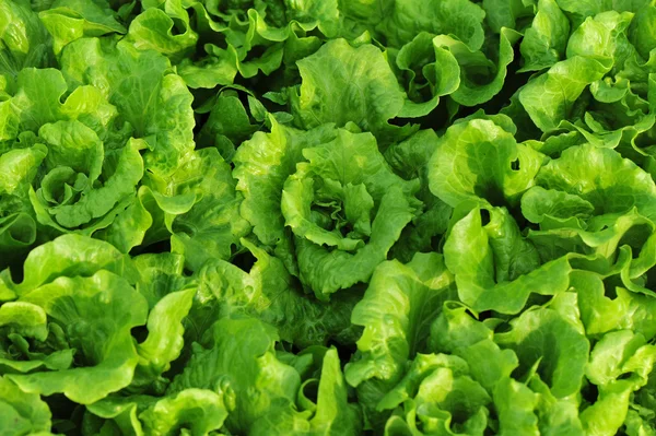 Green lettuce leaves — Stock Photo, Image