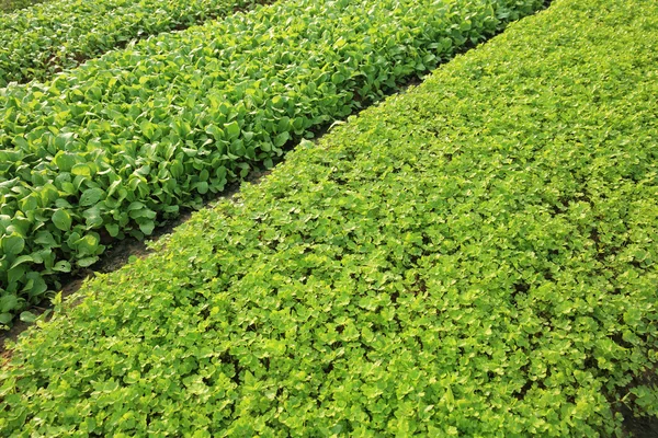 Zelený celer rostliny — Stock fotografie