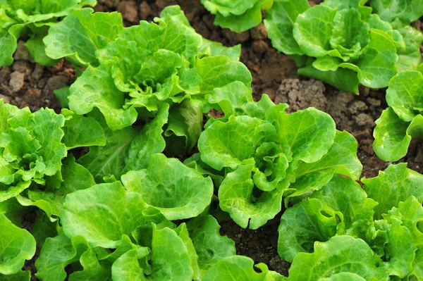 Grüne Salatblätter Gemüsegarten Wachstum — Stockfoto