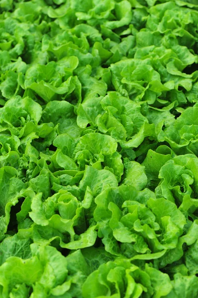 Green lettuce leaves — Stock Photo, Image