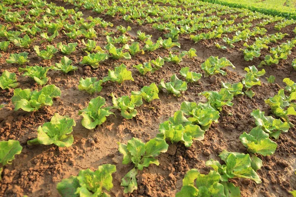 Groene sla bladeren — Stockfoto