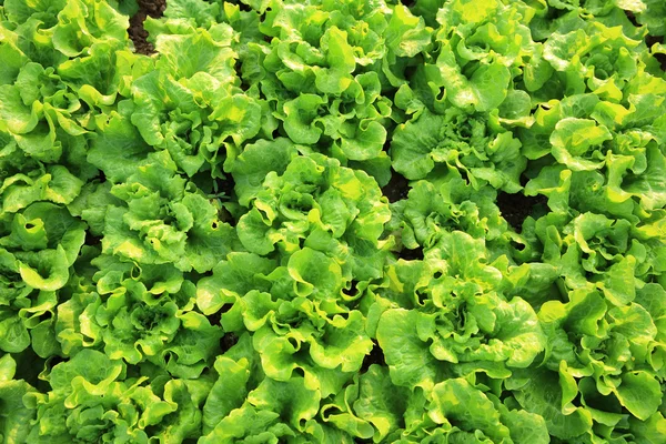 Green lettuce leaves — Stock Photo, Image