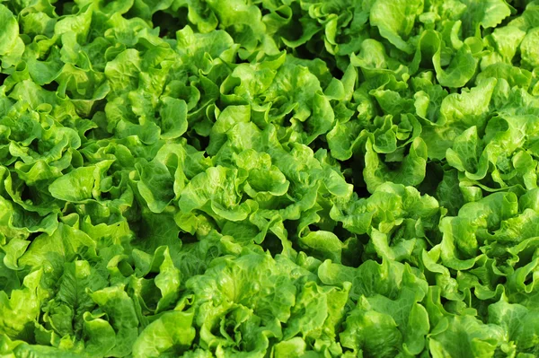 Foglie di lattuga verde — Foto Stock