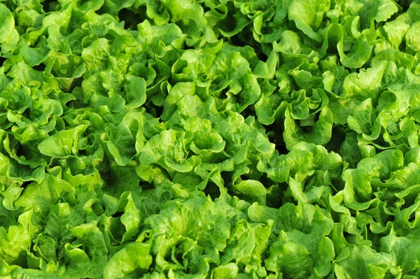 Green lettuce leaves — Stock Photo, Image