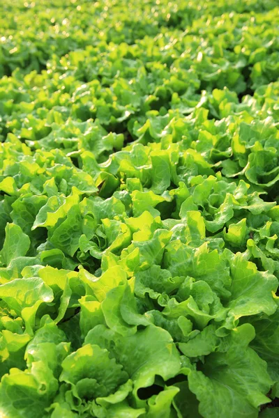 Green lettuce leaves — Stock Photo, Image