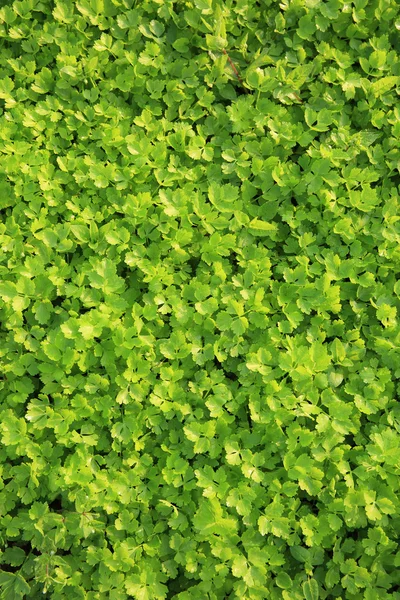 Green celery plants — Stock Photo, Image