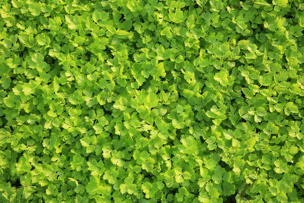 Green celery plants — Stock Photo, Image