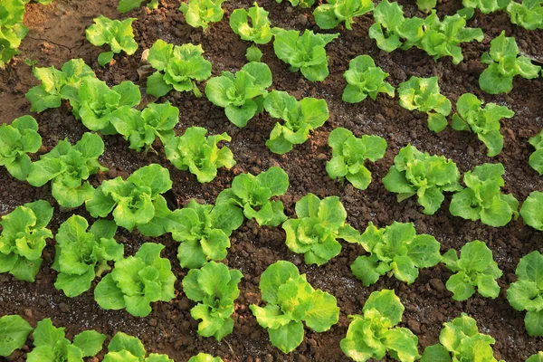 Grüne Salatblätter — Stockfoto