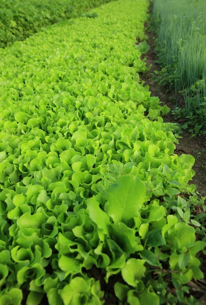 Hortalizas variedad vegetal — Foto de Stock