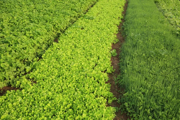 野菜植物の様々 な — ストック写真