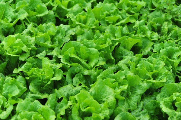 Grüne Salatblätter — Stockfoto