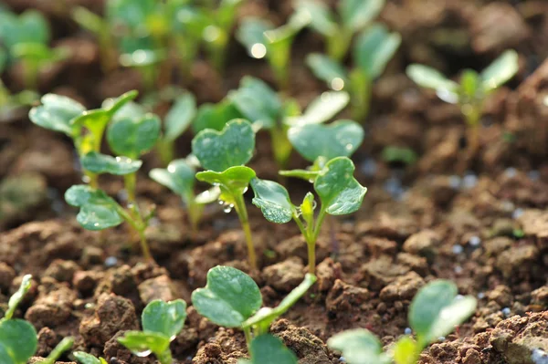 Groene Radijs planten — Stockfoto