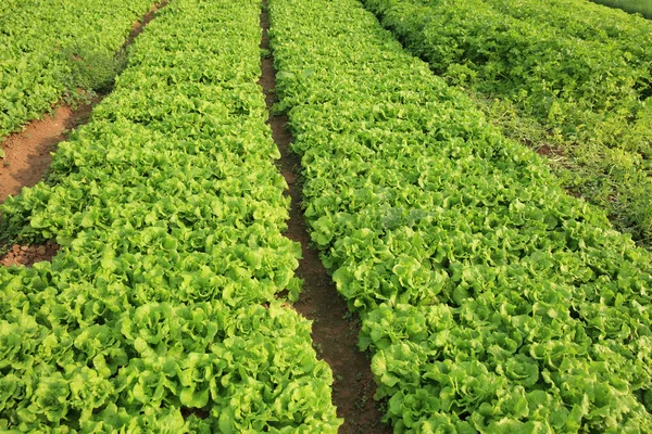 Grüner Salat und Sellerie — Stockfoto