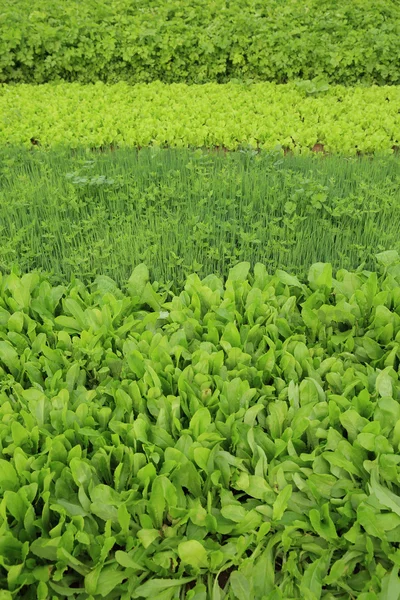 Groenten planten verscheidenheid — Stockfoto