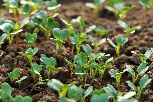 Groene Radijs Planten Die Groeien Tuin — Stockfoto