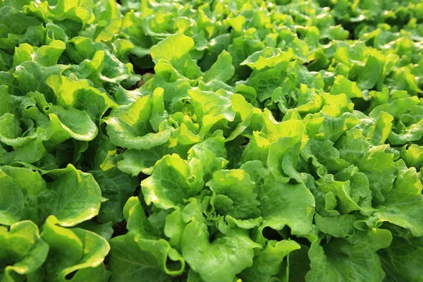 Green lettuce leaves — Stock Photo, Image