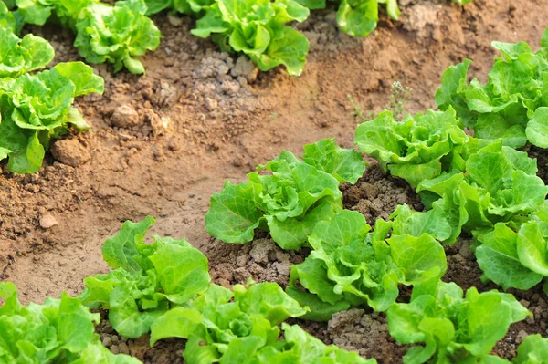 Grüne Salatblätter — Stockfoto