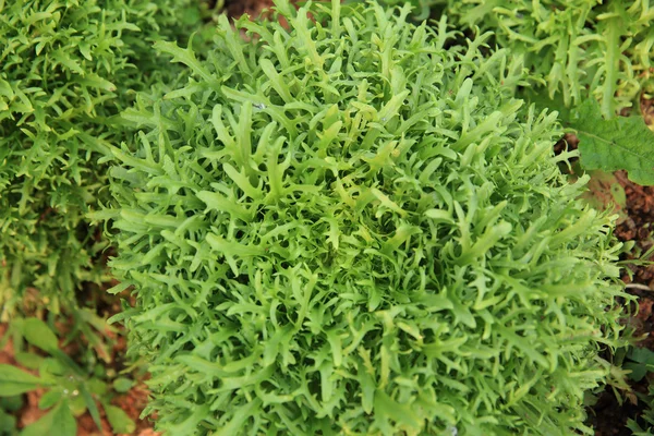 Piante Ruccola Verdi Che Crescono Giardino — Foto Stock