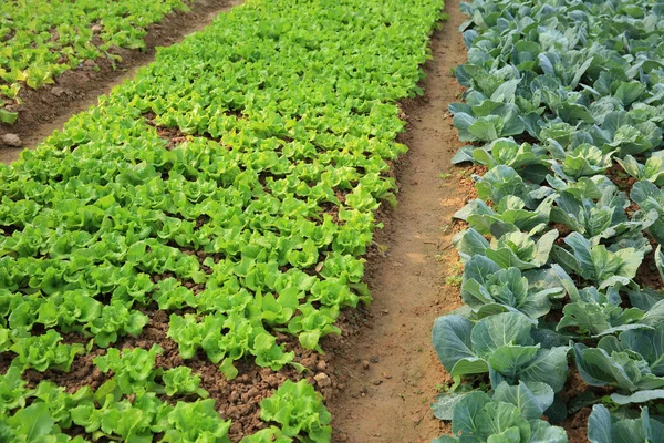 Grüne Salat- und Kohlpflanzen — Stockfoto
